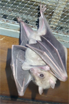 Fledermaus